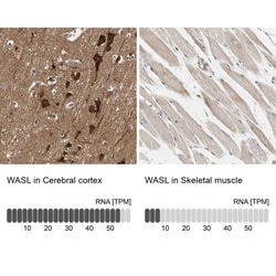 N-WASP Antibody, Novus Biologicals 0.1mL; Unlabeled:Antibodies, Polyclonal