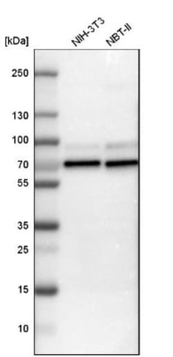 N-WASP Antibody, Novus Biologicals 0.1mL; Unlabeled:Antibodies, Polyclonal