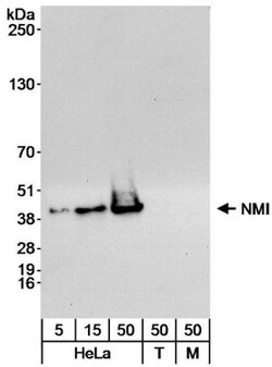 N myc interactor Antibody, Novus Biologicals 0.1mL; Unlabeled:Antibodies,