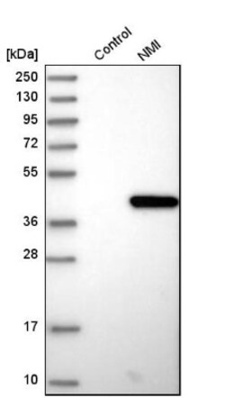 N myc interactor Antibody, Novus Biologicals:Antibodies:Primary Antibodies
