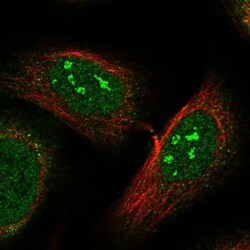 RRP1 Antibody, Novus Biologicals:Antibodies:Primary Antibodies