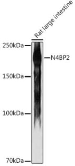 N4BP2 Rabbit anti-Human, Rat, Polyclonal, Novus Biologicals:Antibodies:Primary