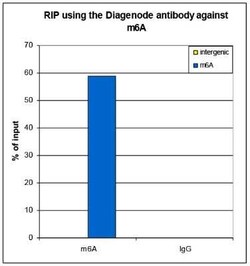 N6-methyladenosine (m6A) Antibody, Novus Biologicals 50 &mu;g | Buy Online | Novus Biologicals | Fisher Scientific
