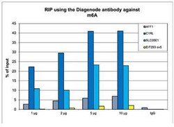N6-methyladenosine (m6A) Antibody, Novus Biologicals 50 &mu;g | Buy Online | Novus Biologicals | Fisher Scientific