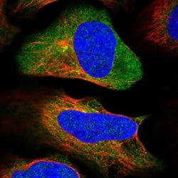 NAA25 Antibody, Novus Biologicals:Antibodies:Primary Antibodies
