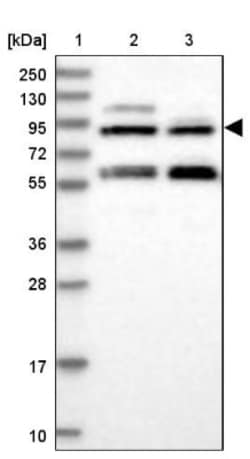NAA25 Antibody, Novus Biologicals:Antibodies:Primary Antibodies