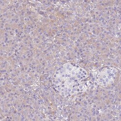 NAALADase-like 1/NAALADL1 Antibody, Novus Biologicals 0.1mL; Unlabeled:Antibodies,