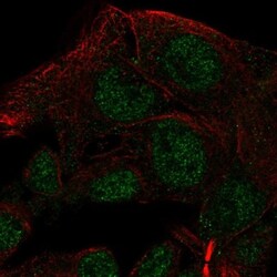 NAALADase-like 2/NAALADL2 Antibody, Novus Biologicals:Antibodies:Primary