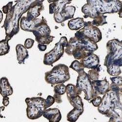 NAALADase-like 2/NAALADL2 Antibody, Novus Biologicals 0.1mL; Unlabeled:Antibodies,