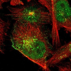 NAB1 Antibody, Novus Biologicals:Antibodies:Primary Antibodies