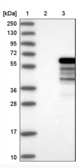 NAB1 Antibody, Novus Biologicals:Antibodies:Primary Antibodies
