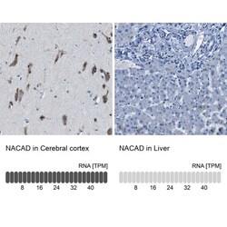 NACAD Antibody, Novus Biologicals 25 &mu;L; Unlabeled:Antibodies, Polyclonal
