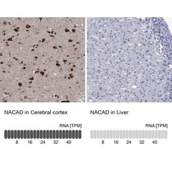 NACAD Rabbit anti-Human, Polyclonal, Novus Biologicals:Antibodies:Primary