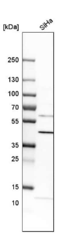 NADKD1 Antibody, Novus Biologicals:Antibodies:Primary Antibodies