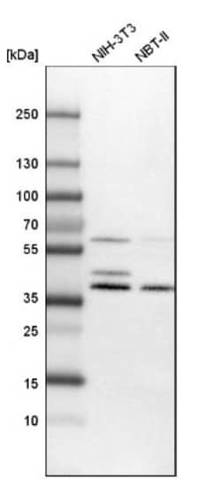NADKD1 Antibody, Novus Biologicals:Antibodies:Primary Antibodies