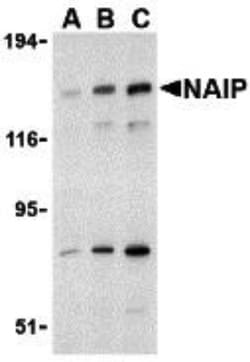 NAIP Antibody - BSA Free, Novus Biologicals:Antibodies:Primary Antibodies