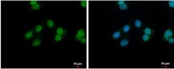 NANS Antibody, Novus Biologicals 0.1mL; Unlabeled:Antibodies, Polyclonal