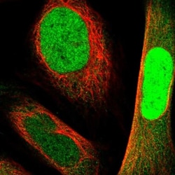 NANS Antibody, Novus Biologicals 25 &mu;L; Unlabeled:Antibodies, Polyclonal