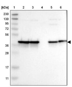 NANS Antibody, Novus Biologicals 25 &mu;L; Unlabeled:Antibodies, Polyclonal