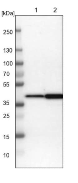 NANS Antibody, Novus Biologicals 25 &mu;L; Unlabeled:Antibodies, Polyclonal