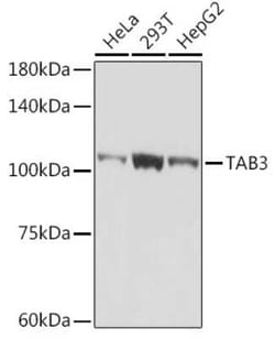 NAP1 Rabbit anti-Human, Mouse, Clone: 3Y6T7, Novus Biologicals 100 &mu;g;