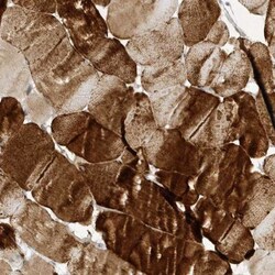 NAP1 Antibody, Novus Biologicals 25 &mu;L; Unlabeled:Antibodies, Polyclonal