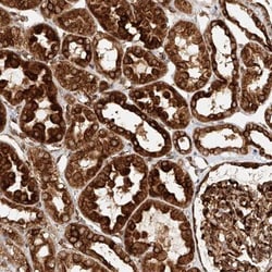 NAP1L1 Antibody, Novus Biologicals 25 &mu;L; Unlabeled:Antibodies, Polyclonal