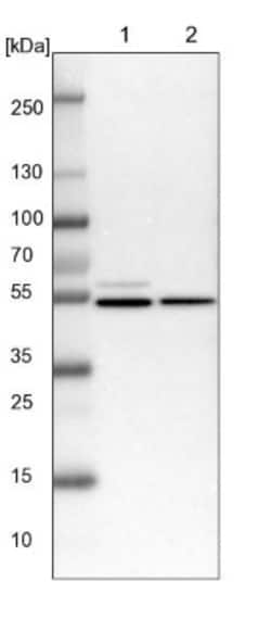 NAP1L1 Antibody, Novus Biologicals 25 &mu;L; Unlabeled:Antibodies, Polyclonal