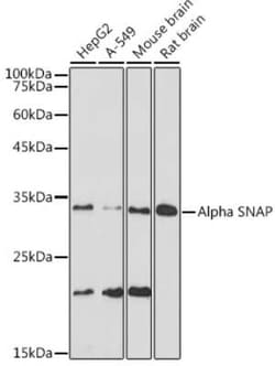NAPA Rabbit anti-Human, Mouse, Rat, Clone: 7Z6F6, Novus Biologicals 100