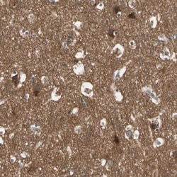 NAPG Antibody, Novus Biologicals 25 &mu;L; Unlabeled:Antibodies, Polyclonal