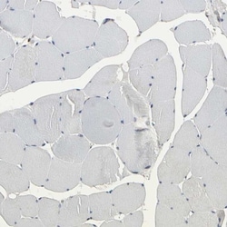 NAPG Antibody, Novus Biologicals:Antibodies:Primary Antibodies