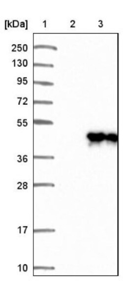 NAPG Antibody, Novus Biologicals 25 &mu;L; Unlabeled:Antibodies, Polyclonal