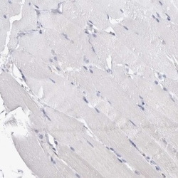 NAPRT1 Antibody, Novus Biologicals:Antibodies:Primary Antibodies