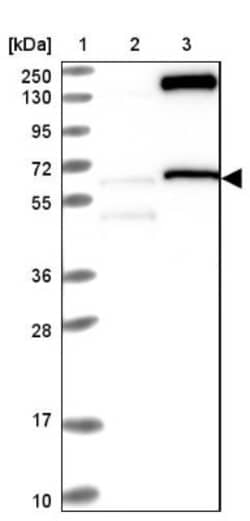 NASP Antibody, Novus Biologicals 25 &mu;L | Buy Online | Novus Biologicals | Fisher Scientific