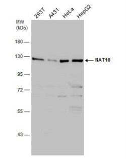NAT10 Antibody, Novus Biologicals 0.1mL; Unlabeled:Antibodies, Polyclonal