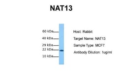 NAT13 Antibody, Novus Biologicals 0.1mg; Unlabeled:Antibodies, Polyclonal
