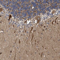 NAV1 Antibody, Novus Biologicals 0.1mL; Unlabeled:Antibodies, Polyclonal