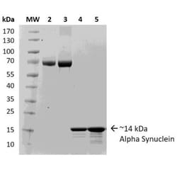 Novus Biologicals&trade;&nbsp;Recombinant Human alpha-Synuclein Active, Monomer, (Type 2) Protein