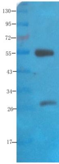 NCAM-1/CD56 Antibody (735) - Azide and BSA Free, Novus Biologicals 0.2mg;