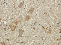 NCAM-1/CD56 Antibody (735) - Azide and BSA Free, Novus Biologicals 0.2mg;