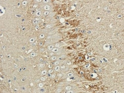 NCAM-1/CD56 Antibody (735) - Azide and BSA Free, Novus Biologicals 0.2mg;