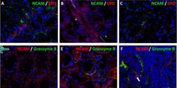 NCAM-1/CD56 Antibody (ERIC-1) - BSA Free, Novus Biologicals 0.025mg; Unlabeled:Antibodies,