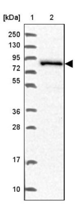 NCBP1 Antibody, Novus Biologicals 25 &mu;L | Buy Online | Novus Biologicals | Fisher Scientific