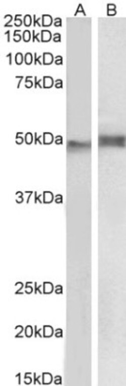 NCF1 Antibody, Novus Biologicals 0.1 mg | Buy Online | Novus Biologicals | Fisher Scientific