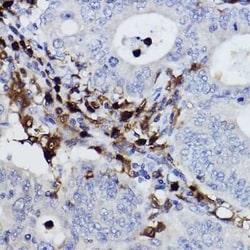 NCF4 Rabbit anti-Human, Mouse, Clone: 4L9Z4, Novus Biologicals:Antibodies:Primary