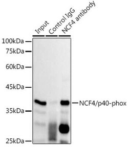 NCF4 Rabbit anti-Human, Mouse, Clone: 4L9Z4, Novus Biologicals:Antibodies:Primary