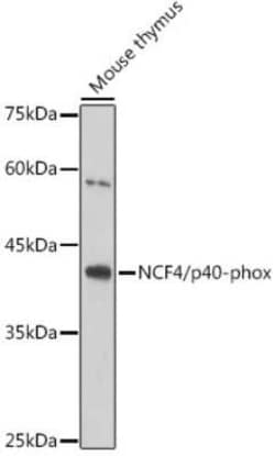 NCF4 Rabbit anti-Human, Mouse, Clone: 4L9Z4, Novus Biologicals:Antibodies:Primary