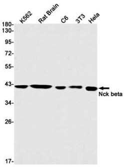 NCK2 Rabbit anti-Human, Mouse, Rat, Clone: S01-3C6, Novus Biologicals 100