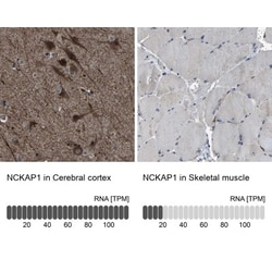 NCKAP1 Antibody, Novus Biologicals 0.1mL; Unlabeled:Antibodies, Polyclonal