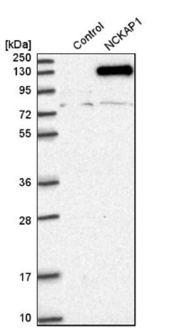 NCKAP1 Antibody, Novus Biologicals 0.1mL; Unlabeled:Antibodies, Polyclonal